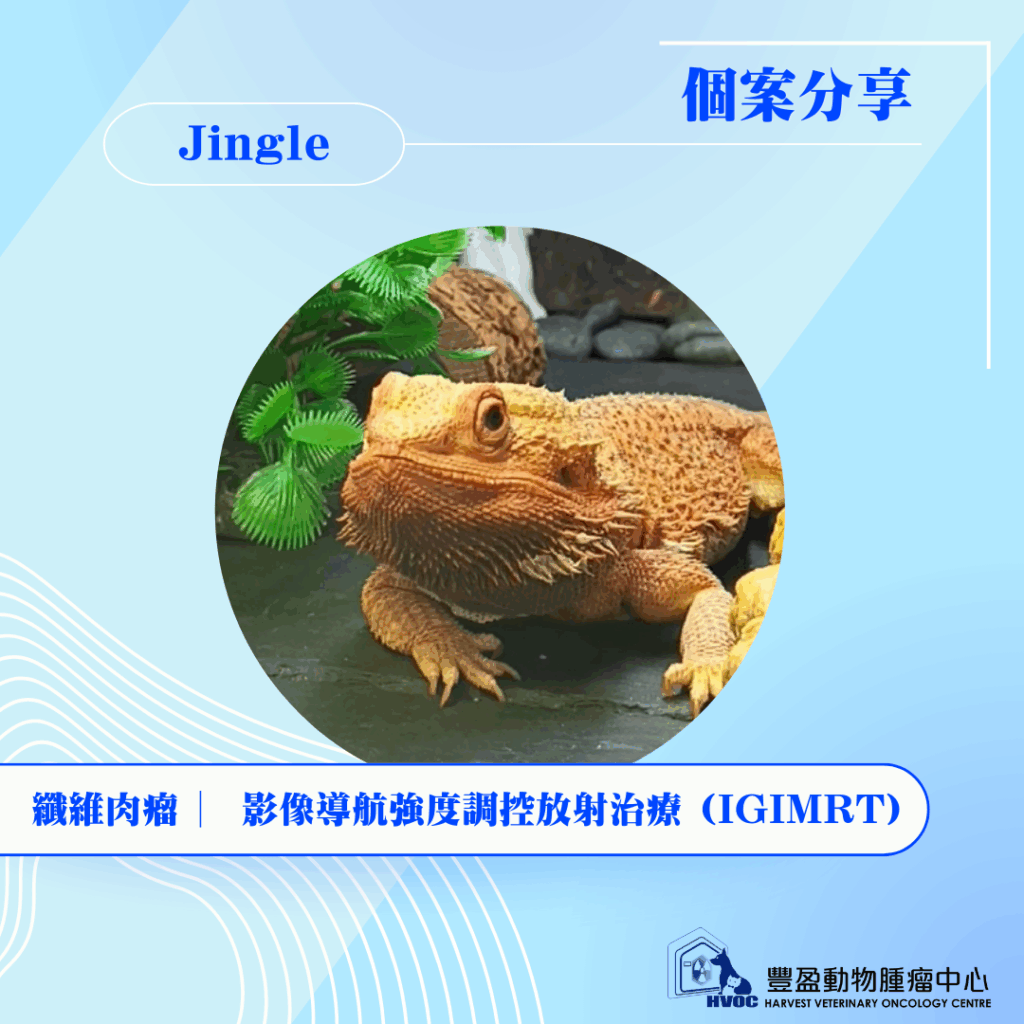 HVOC First Case of Lizard Radiation Therapy (RT)