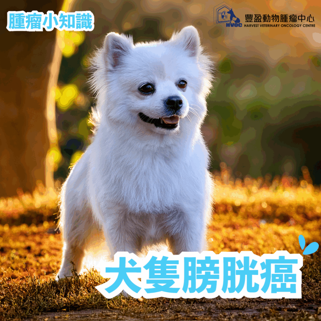 犬隻膀胱癌