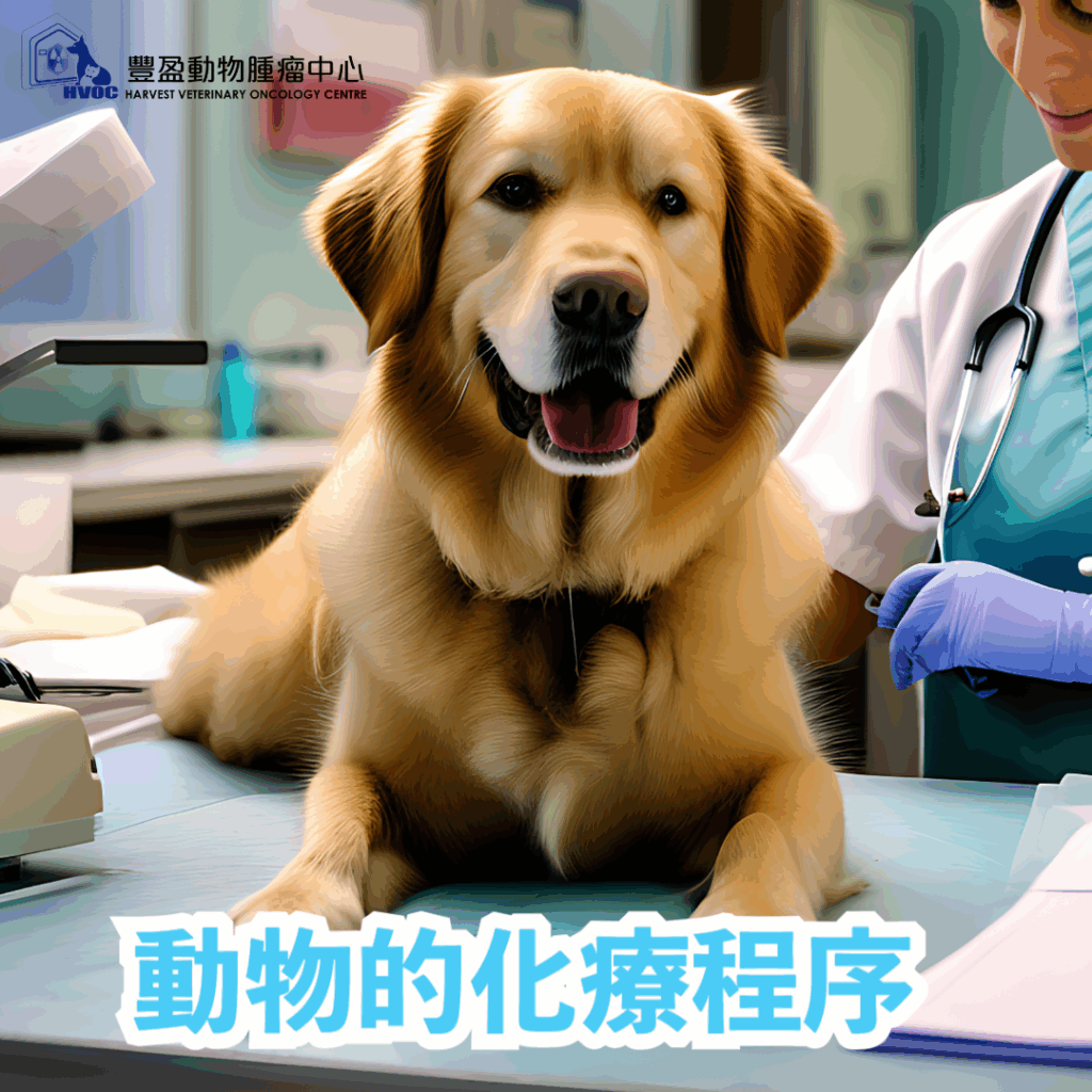 動物的化療程序