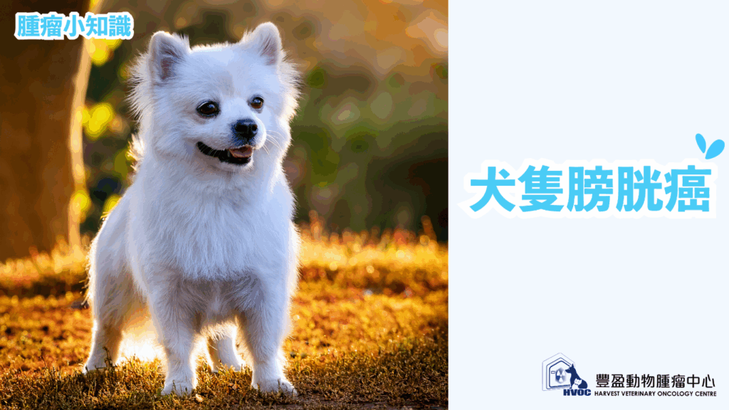 犬隻膀胱癌