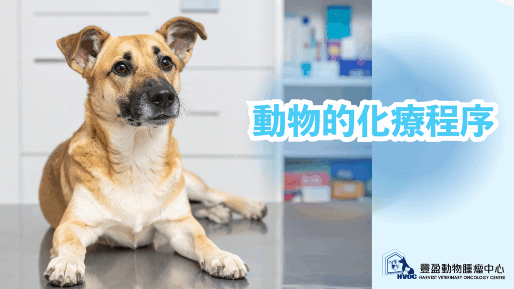 動物的化療程序