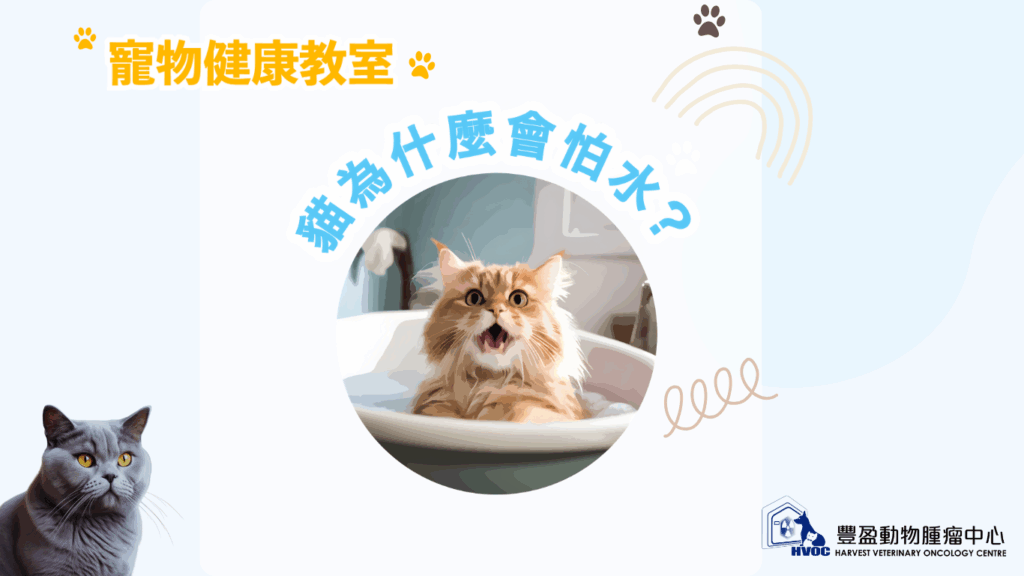 Why are cats afraid of water?