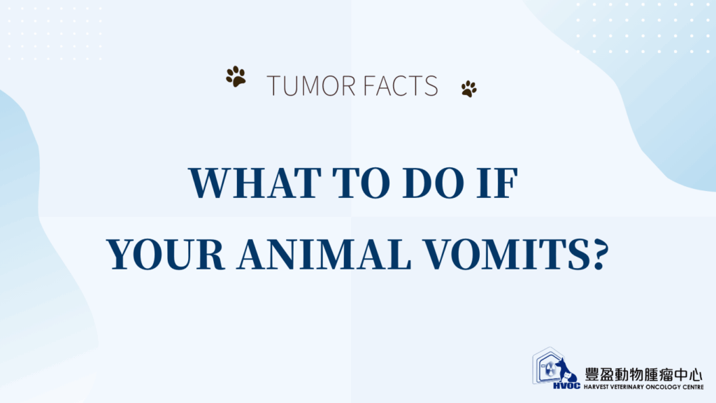 What to do if your animal vomits?