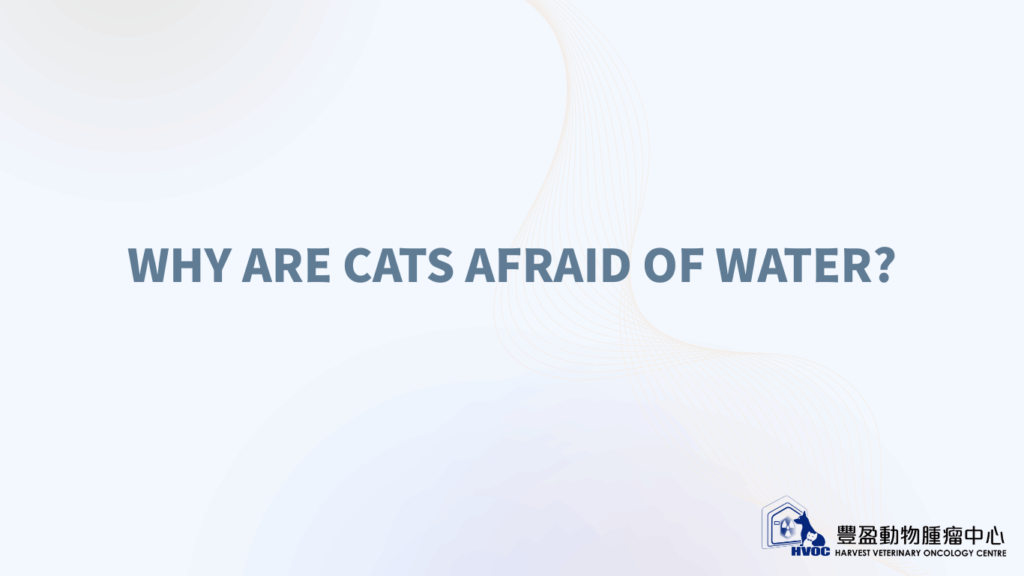 Why are cats afraid of water?