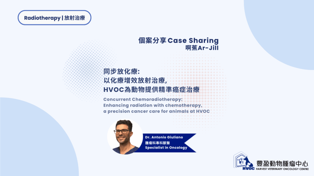 同步放化療:  以化療增效放射治療,  HVOC為動物提供精準癌症治療