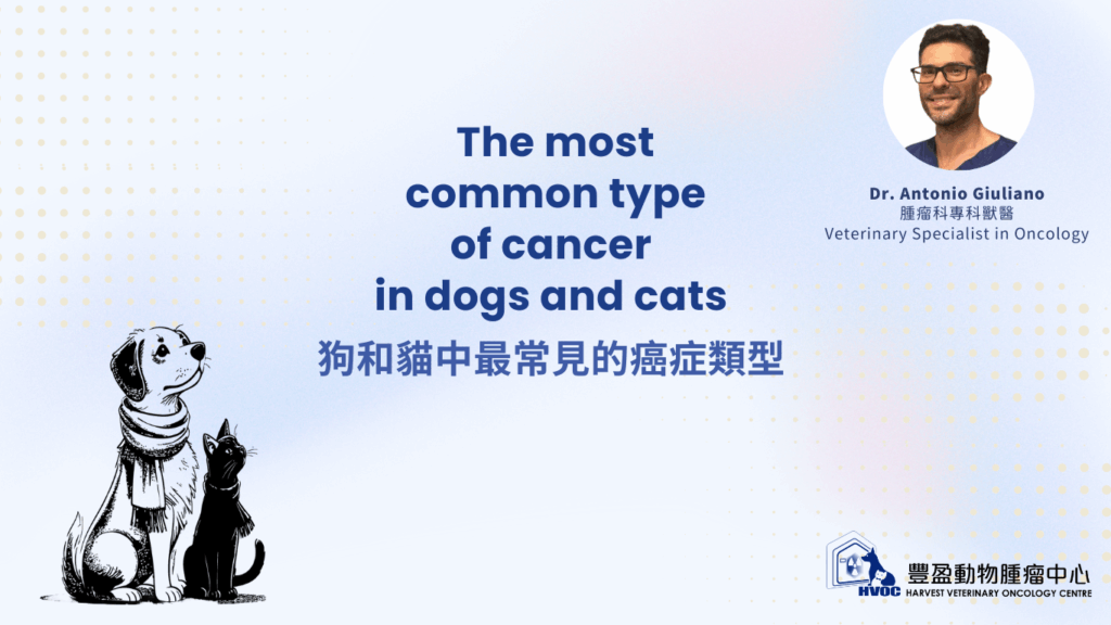 The most common type of cancer in dogs and cats